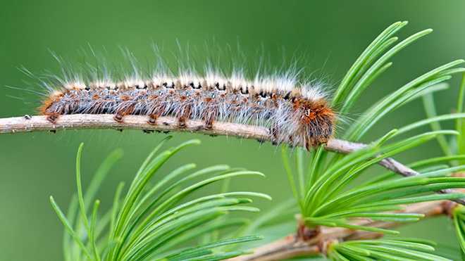lagarta-do-pinheiro num ramo de pinheiro