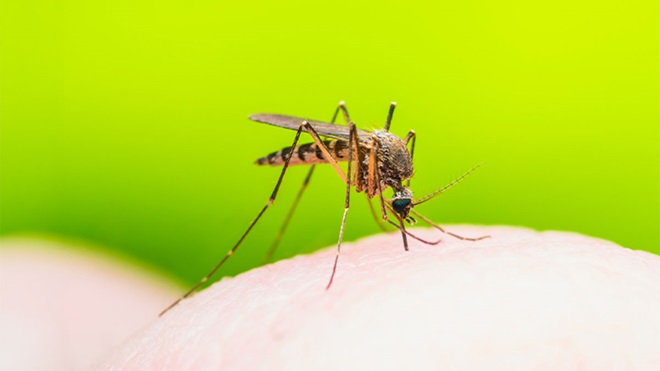 Mosquito Aedes que provoca dengue e zyka