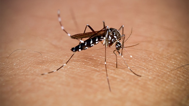 Mosquito Aedes