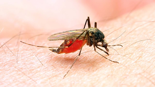 Mosquito Anopheles