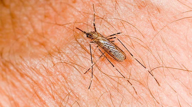 Mosquito culex