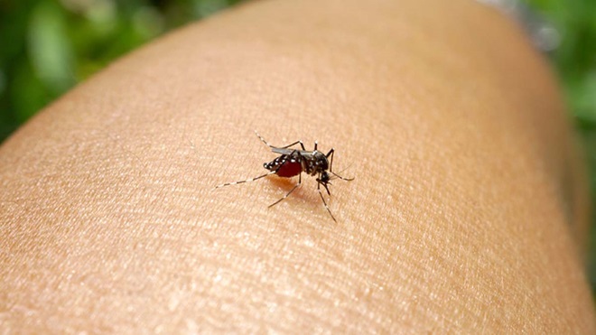 Mosquito Haemagogus
