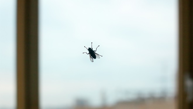 Mosca pousada numa janela dentro de casa