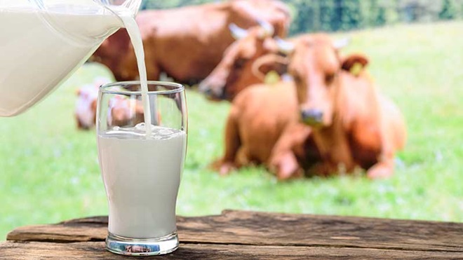 Leite de vaca