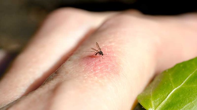 Mosquito a picar um dedo da mão