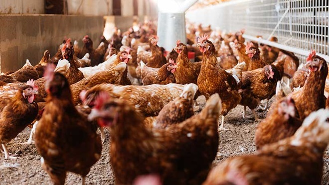 Galinhas na capoeira