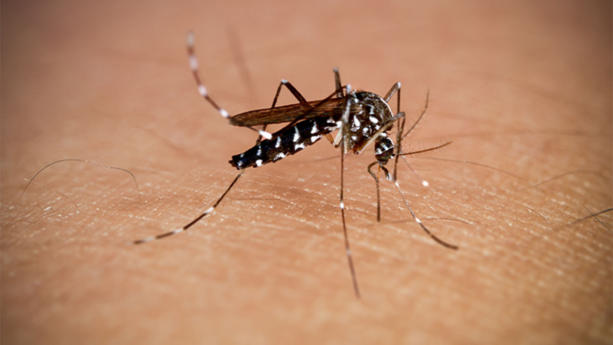 Mosquito Aedes