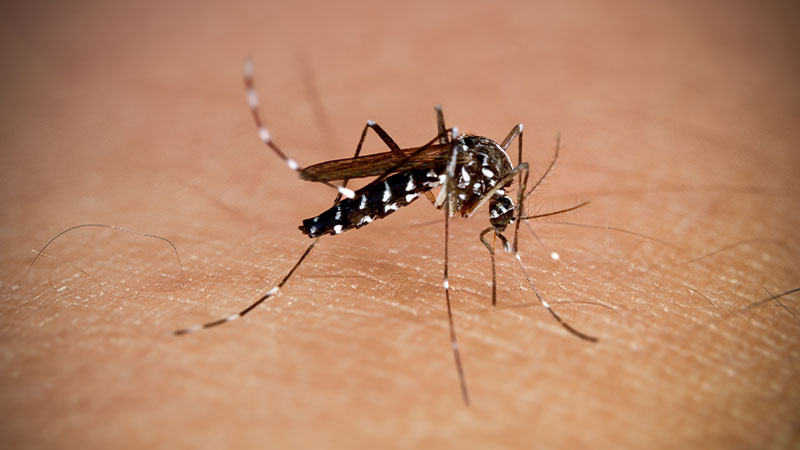 Mosquito Aedes