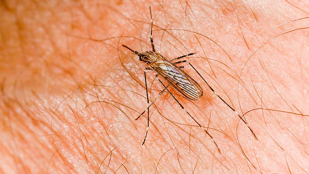 Mosquito culex