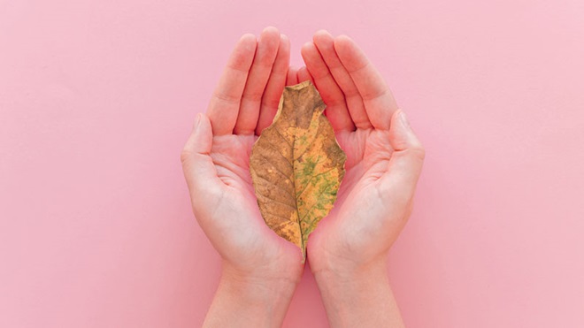 Mãos de mulher com uma folha seca