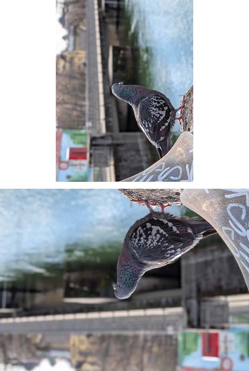Duas versões de foto de pombo com horientação diferente
