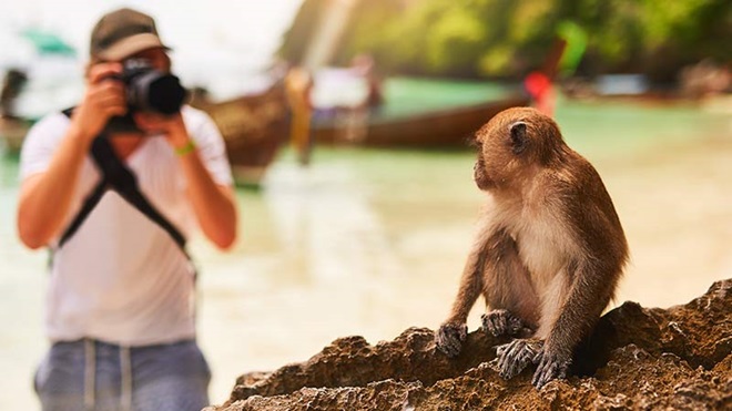 Homem a fotografar macaco que está em cima de uma rocha.