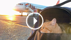 Gato numa transportadora preparado para entrar num avião.